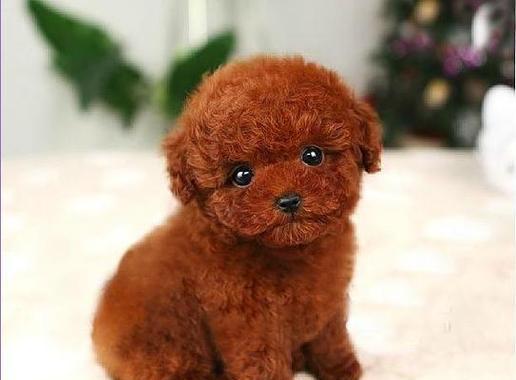 以泰迪犬男起什么名字好听（寻找适合泰迪犬男孩的独特名字）