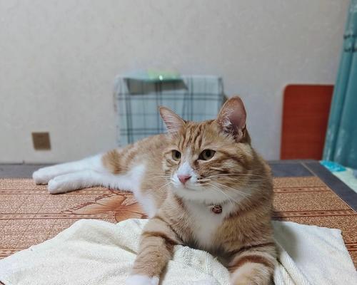 猫咪搬家攻略（保障猫咪安全舒适的重要指南）