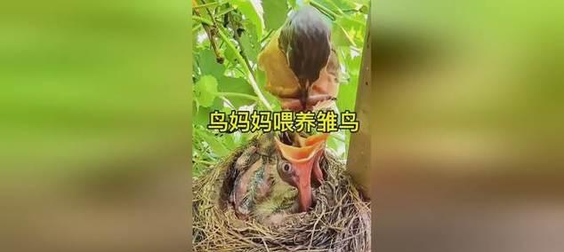如何喂养雏鸟？（雏鸟的饮食需求与喂养技巧）