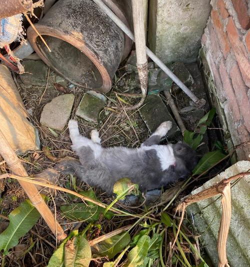猫咪死了代表什么预兆？（揭示猫咪死亡的预示与象征意义）
