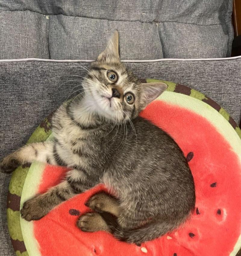 狸花猫的多彩世界（探索狸花猫的多样色彩和特点）