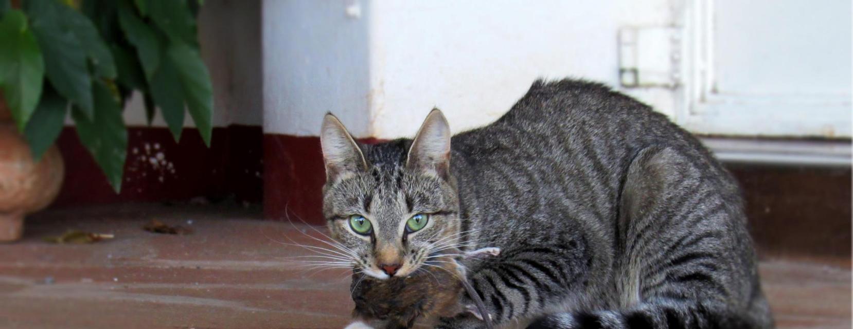 猫为什么会给老鼠喝奶？（探究猫与老鼠关系中的奇特现象）