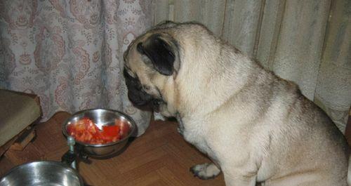 八哥犬两个月大的饮食指南（了解如何为你的小狗提供均衡的营养）