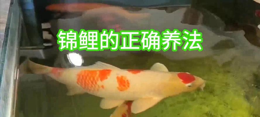 以锦鲤为宠物养殖，最佳饲养方法与技巧（发掘锦鲤养殖的秘密，提升饲养成功率）