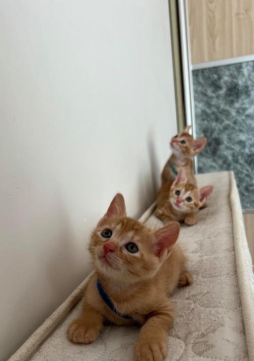 探究猫咪出生季节对性格的影响（猫咪出生季节与性格形成的奥秘）