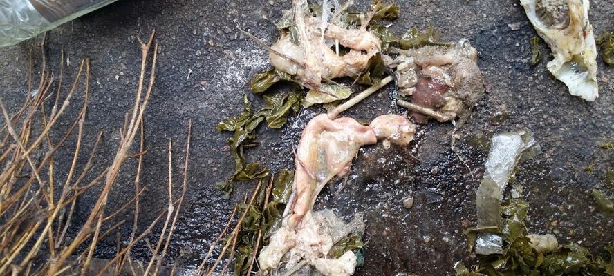 狗为什么在死前会出现呕吐现象？（探究狗在生命即将结束时出现呕吐的原因）