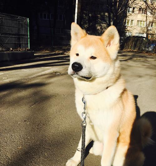 禁止养秋田犬的原因（保护社会安全和动物福利的考虑）