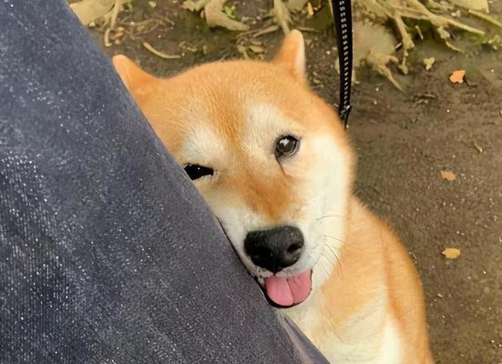 狗狗抱你腿的含义解析（宠物犬行为意味深长，狗狗抱你腿代表什么？）