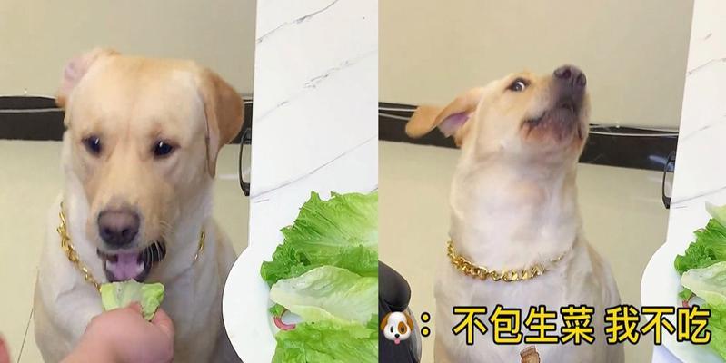 狗狗为什么突然不好好吃饭？（探寻狗狗食欲不振的原因及应对方法）