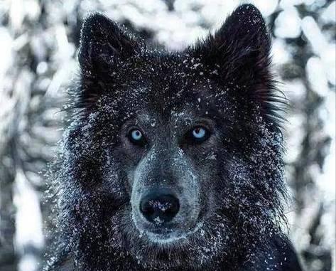 犬毒温灵（解决犬毒问题的良方，安全高效的温灵药物）