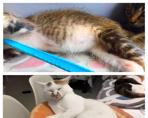 猫传染性腹膜炎的防治与饮食调理（预防猫传染性腹膜炎，关键在饮食！）