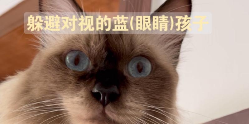 猫与人眼神交流的限制（为什么不能跟猫对视？）