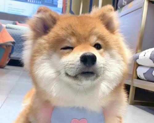 泰迪狗鼻子变色的原因及应对方法（探究泰迪狗鼻子为何会改变颜色，以及如何保护它们的鼻子健康）
