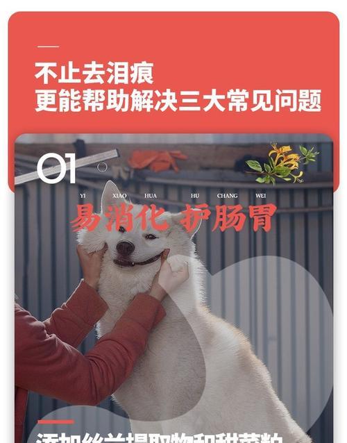金毛何时开始吃成犬粮？（金毛犬粮喂养时间表及注意事项）