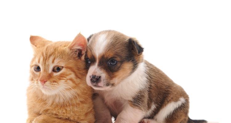 母猫为什么要拍屁股？（探寻母猫拍屁股的原因与意义）
