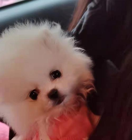 探秘博美犬鼻头的色彩之谜（鼻头颜色揭示博美犬的身体健康状况）