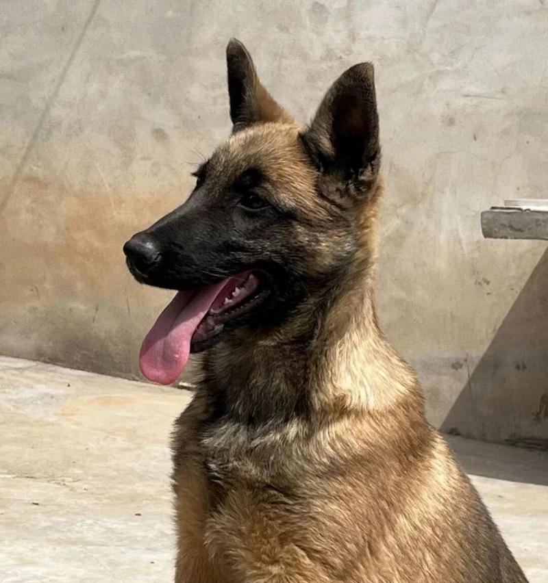 马犬与柯基犬的相似之处（狗界的小马宝宝-柯基犬）