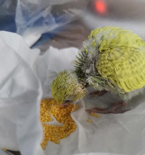 虎皮引发的恐惧与焦虑（揭示人们对虎皮所产生的心理影响）