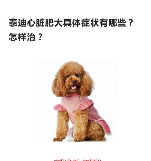 泰迪犬易患疾病的原因与防治措施（泰迪犬健康问题调查与保健建议）