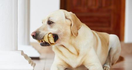 以什么狗可以啃大骨头？（选购适合犬只的大骨头与饲养建议）