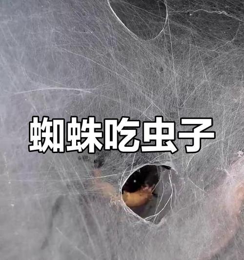 大自然中的捕食者（揭秘动物王国中的捕食蜘蛛大赏）