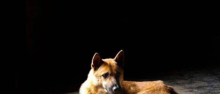 黑熊犬（探索黑熊犬的独特魅力与特征）