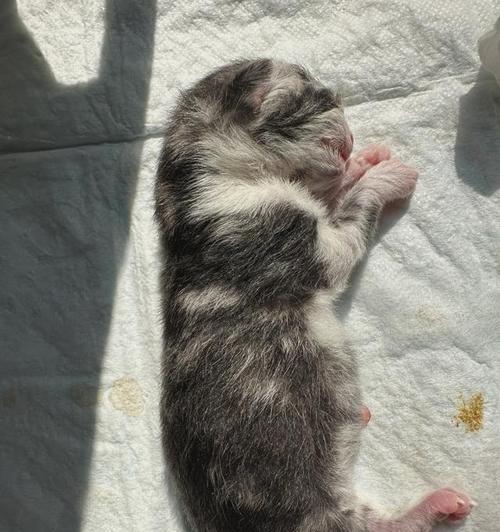 猫猫分娩（了解猫猫分娩前的征兆，为它们提供最佳的关怀和保护）