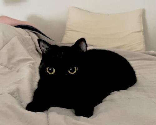 猫的神奇色彩感应力（揭秘猫对颜色的敏感程度与原因）