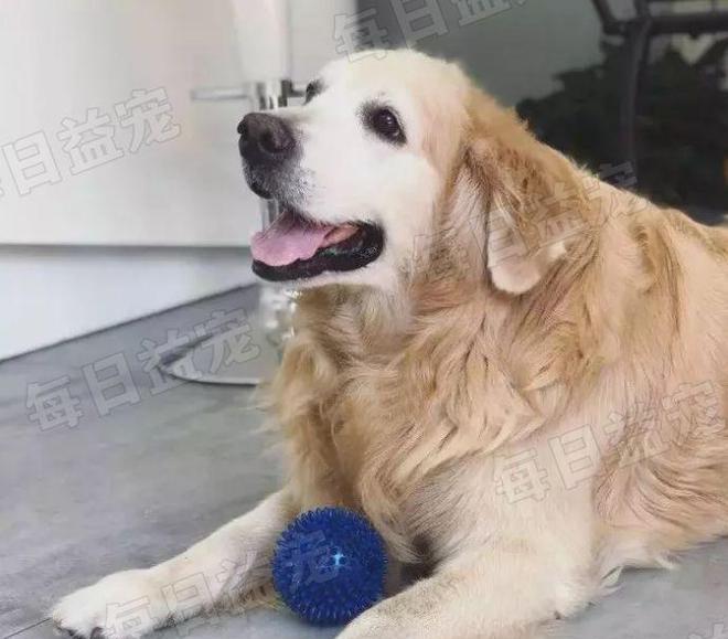 金毛犬生小狗的时机及相关知识（了解金毛犬的繁殖周期和生育特点，提供养狗者必备知识）