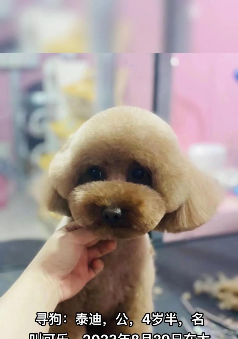 泰迪狗突然站不起来的原因及解决办法（探究泰迪狗突然站不起来的原因，了解如何帮助它恢复正常活动）