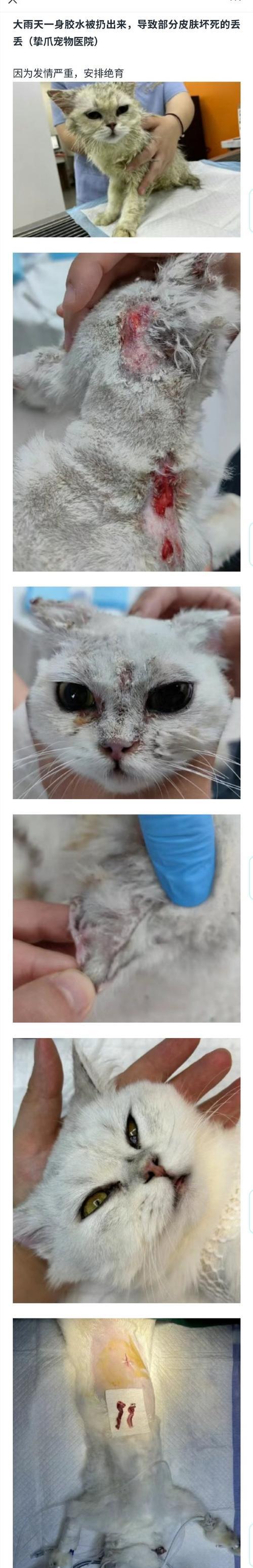 猫咪咳嗽的症状及预防方法（了解猫咪咳嗽的原因和表现，掌握有效的预防措施）