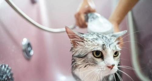 以猫驱虫（宠物驱虫的重要性及常见虫类）