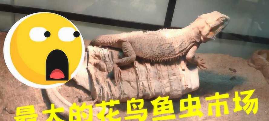 石家庄宠物市场