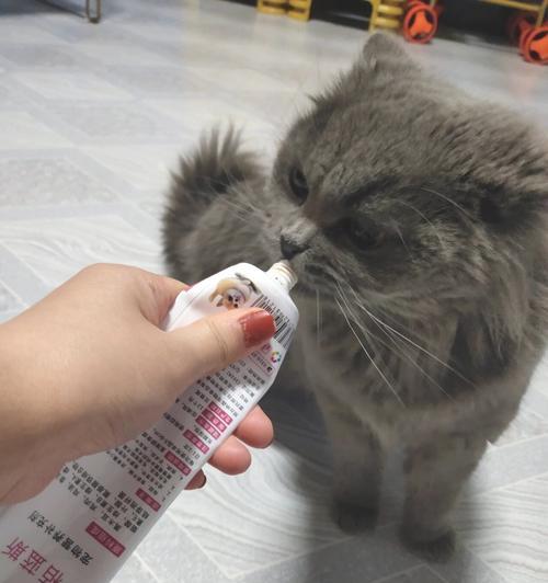 蓝猫一年后的饮食需求（关注猫咪健康，为蓝猫提供适宜的饮食）