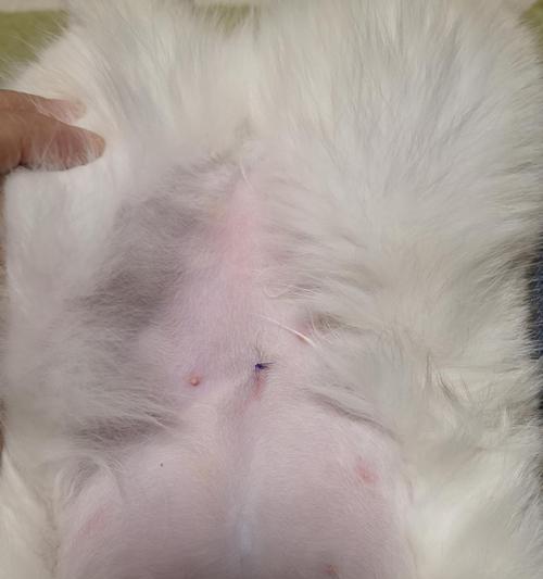 节育后母猫的变化（探索母猫节育对其身体、行为和健康的影响）