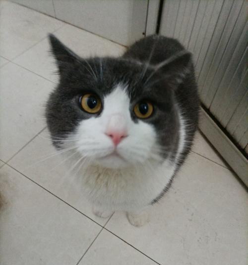 如何选择一只可爱的猫作为宠物伙伴（比较不同猫种的可爱特点，帮助您做出选择）