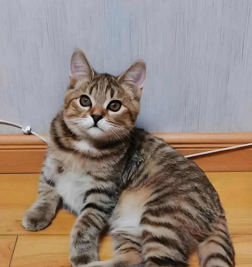 猫科动物抓老鼠的原因（揭秘猫咪天生捕猎本能与独特技巧）