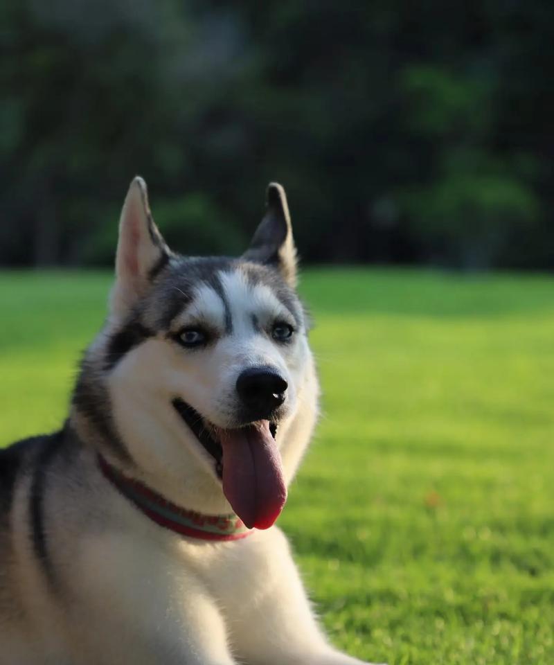 寻找时下最值钱的犬种（探索市场需求与养殖利润，揭秘犬类行业的走向）