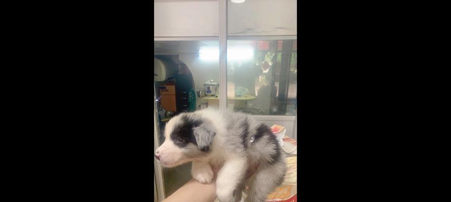 关于养育8个月边牧的注意事项（打造快乐健康的成长环境，培养优秀牧羊犬）