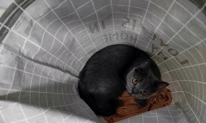 猫咪为什么不敢回窝？（探究猫咪回窝背后的原因及解决方法）