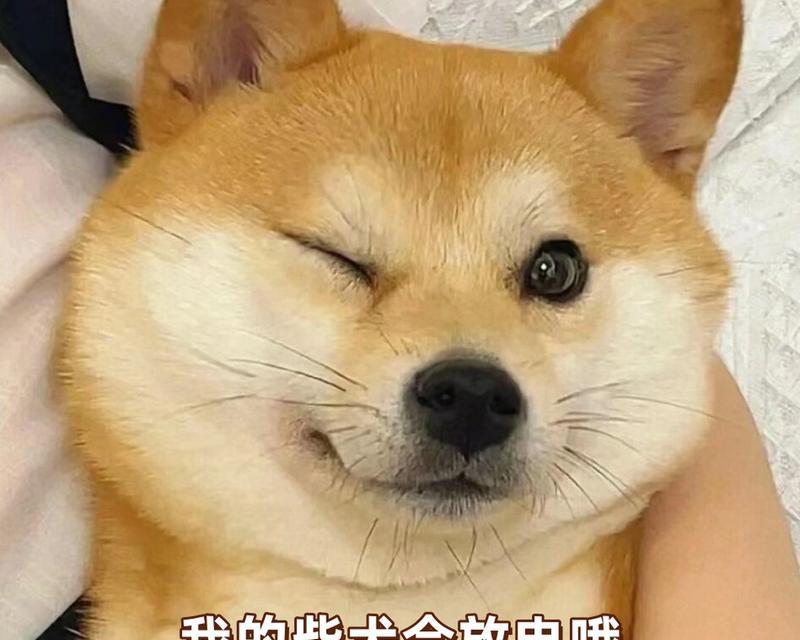 以狗能挡什么犬为主题的文章（探索不同犬种在保护、警戒和助盲等方面的能力）