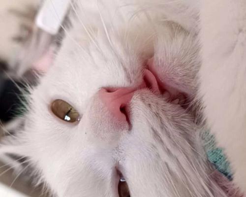 猫为何总是伸舌头？（探索猫咪伸舌头的原因及意义）