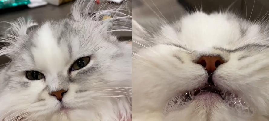 以猫喂药呛到的表现及处理方法（猫咪呛药后常见症状及急救措施）