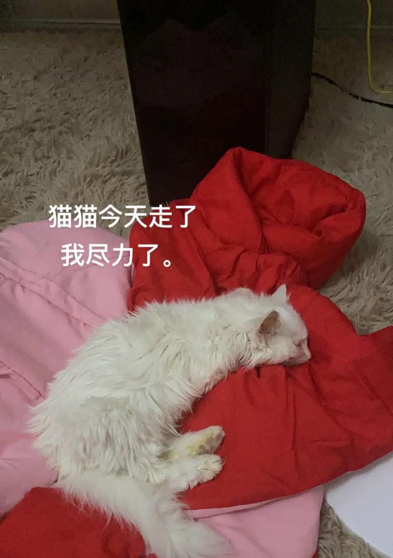 探究猫咪突然死亡的原因（解析猫咪意外死亡的可能因素与预防方法）