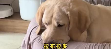 拉布拉多怀孕期间的饮食禁忌（了解拉布拉多怀孕期间的饮食限制，让狗狗健康宝宝更健康）