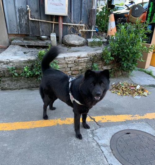 以土松到底是什么狗？（解密土松的来源、特征和性格）