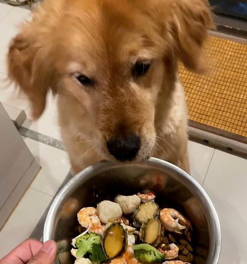 幼小金毛的饮食需求与健康成长（为您详解幼小金毛的适宜饮食和养护方法）