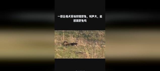 选择最适合狩猎抓兔子的犬种（如何挑选最佳狩猎犬种，提高兔子猎捕的效果）