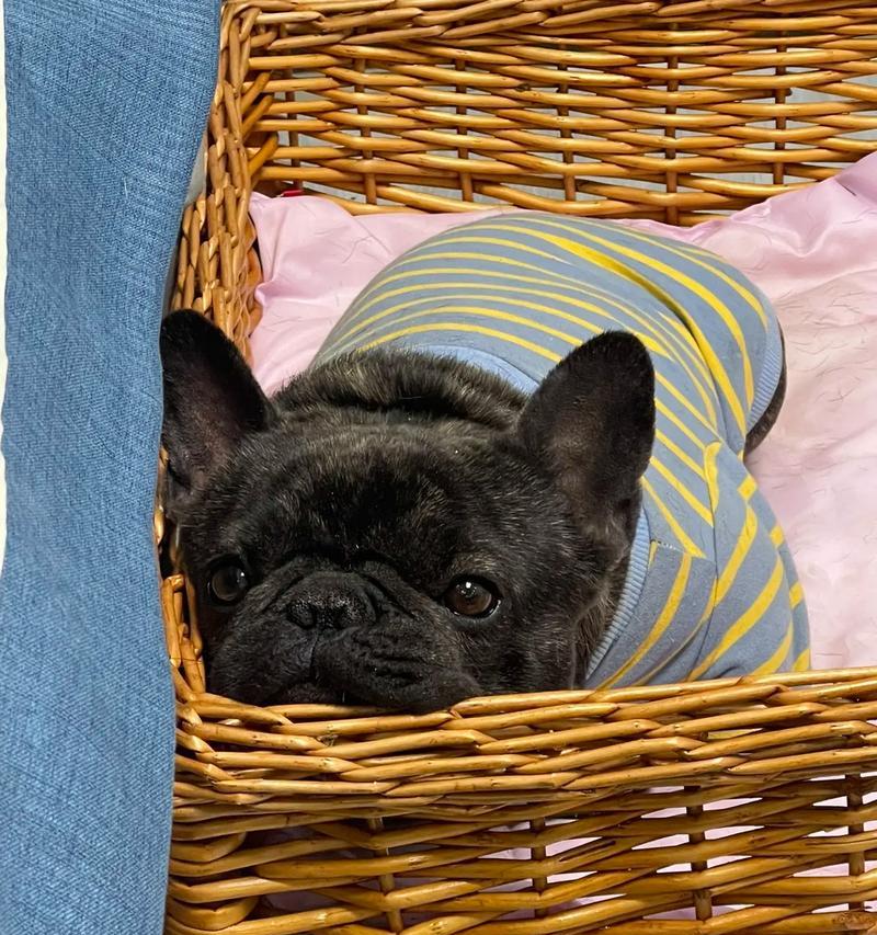 以法斗吃什么能长脑袋？（以法斗犬智力发展的关键饮食）
