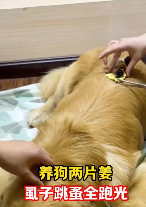 狗身上跳蚤的防治方法（保护宠物免受跳蚤侵害的有效措施）